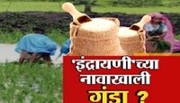 इंद्रायणी भाताच्या बोगस बियाणांची विक्री, शेतकरी देशोधडीला... लाखो रुपयांचं नुकसान