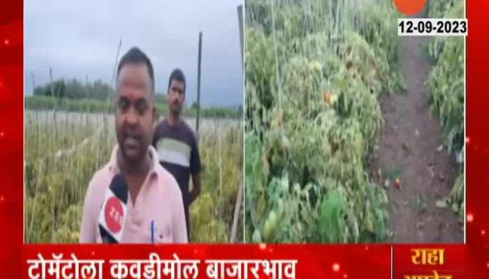 Ambegaon Manchar Farmers In Problem For Tomato Having No Market Price