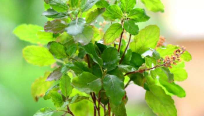 These plants should not be kept near Tulsi