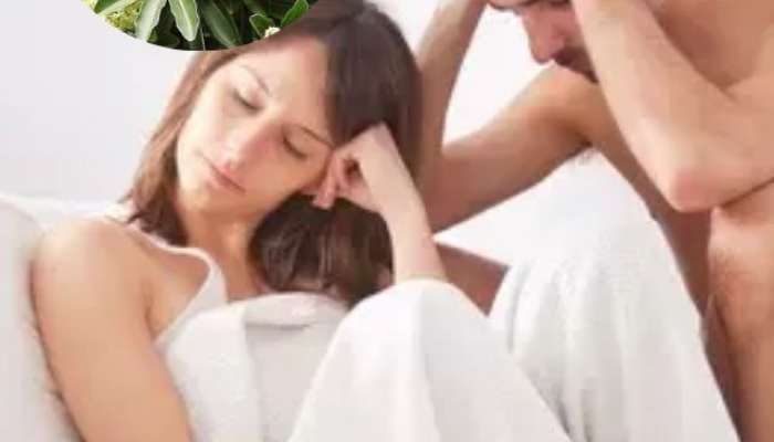 Sexual Health Tips saptaparni plant is very beneficial for married men