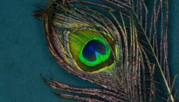 Know Astrological Remedies Related To Peacock Feather in marathi