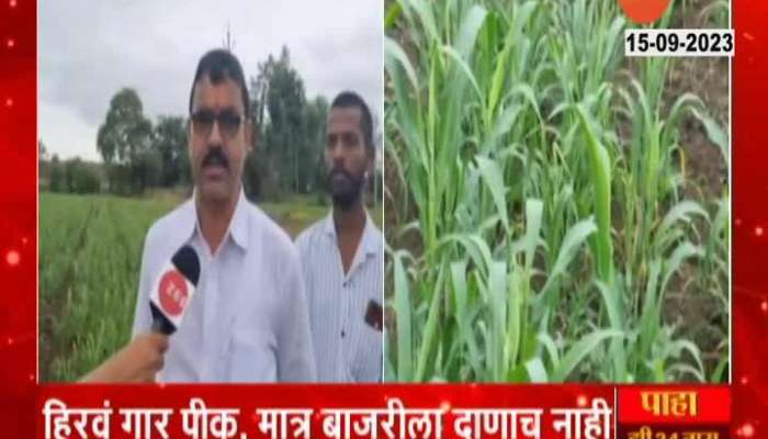 Pune Ambegaon Report On Farmers Reaction on Bajri Crop 