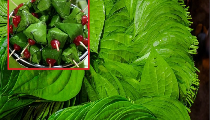 Betel Leaf: जेवण झाल्यावर पान खाणं आरोग्यासाठी योग्य की अयोग्य? 