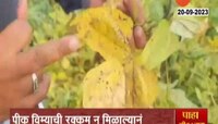 Solapur News | शेतकऱ्यांना पीक विमा रक्कम कधी मिळणार? 