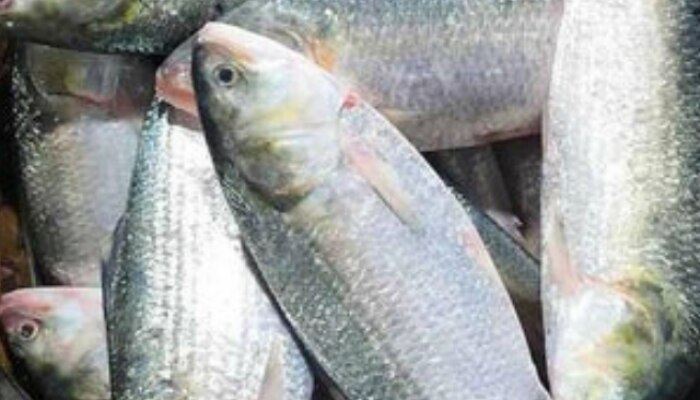 Durga Puja, Durga Puja date, Durga Puja vibe, Durga Puja news, Durga Puja mahurat, Durga Puja prasadam, Hilsa fish, importance of Hilsa in durga puja, Hilsa fish dishes, हिल्सा मासा, मासा, Fish, fresh water fish, hilsa fish recipe 