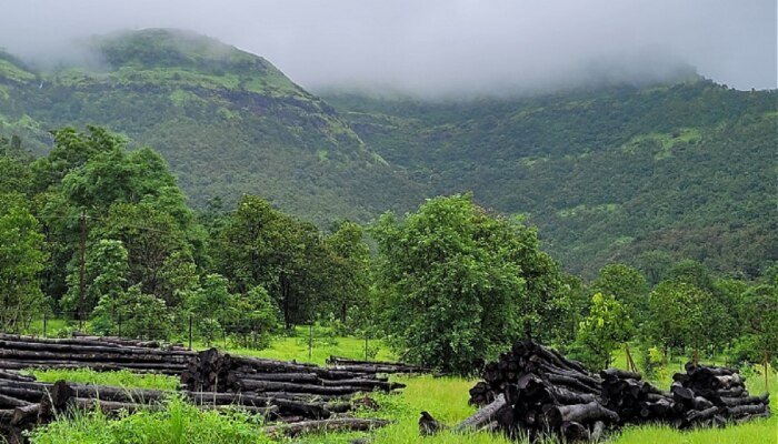 Maharashtra Rain : राज्याच्या &#039;या&#039; भागात पावसाळा, तर इथं उन्हाच्या झळा; पाहा हवामान वृत्त 