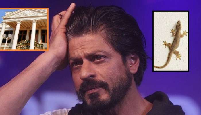 'मन्नतमध्ये कधी पाल येते का?' नेटकऱ्याच्या आगाऊ प्रश्नावर शाहरुखचं भन्नाट उत्तर