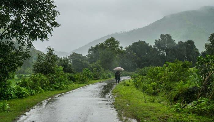 Maharashtra Rain : राज्याचा काही भाग वगळता बहुतांश जिल्ह्यांत पावसाची संततधार; कुठे जोर ओसरला?
