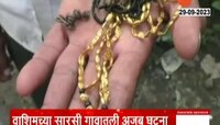 Washim | म्हशीच्या पोटात सापडली दोन लाखांची सोन्याची पोत, पाहा नेमंक प्रकरण काय? 