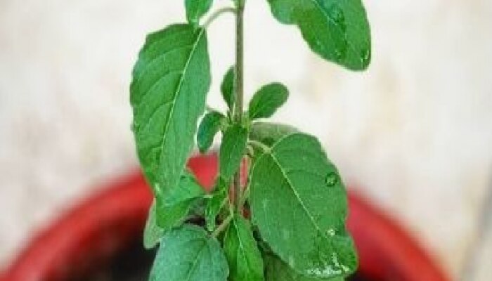 Tulsi Plant Rules: घरात &#039;या&#039; ठिकाणी चुकूनही लावू नका तुळस!