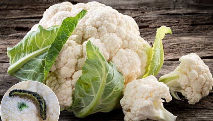 फक्त पाण्याने नाही निघणार फ्लॉवरमध्ये लपलेल्या अळ्या, Cauliflower स्वच्छ करण्यासाठी फॉलो करा या टिप्स 