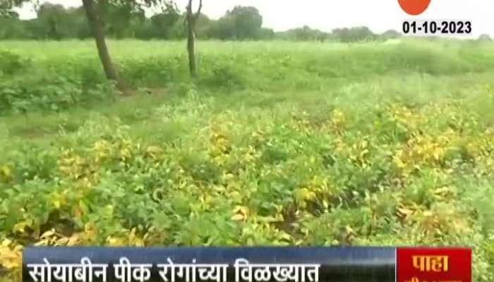 Latur Farmers reaction On Soyabean Crop Damage 