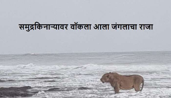 जंगलाचा राजा समुद्रावर फिरायला जातो तेव्हा... भारतातील &#039;या&#039; फोटो जगभरात चर्चा