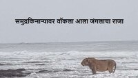 जंगलाचा राजा समुद्रावर फिरायला जातो तेव्हा... भारतातील 'या' फोटो जगभरात चर्चा