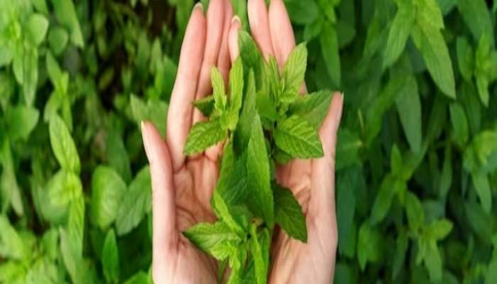 amazing health benefits of tulsi leaves in marathi health tips