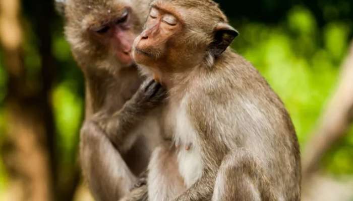 पृथ्वीतलावरील प्राण्यांच्या 1500 पेक्षा जास्त प्रजाती समलैंगिक संबध ठेवतात; सर्वात मोठ संशोधन 