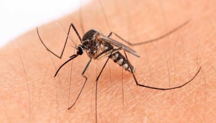 Mosquitoes news, Mosquitoes Bite People of this blood group, o postive, research news, mosquitoes bite mostly to the o postive people, general knowledge Dengue, Malaria, mosquito disease, Mosquito season, mosquitoes, mosquitos, O positive blood group