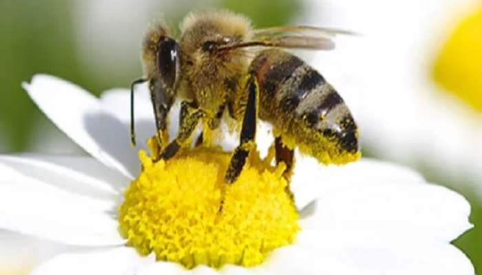 मधमाशा नष्ट झाल्या पृथ्वीवर मनुष्य फक्त 5 वर्ष जिवंत राहील