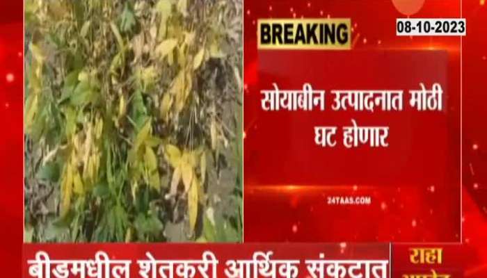  Beed Farmers In Problem Of Yellow Mosiac Virus On Soyabean Crops