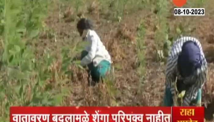 Washim Ground Report Farmers Demand Financial Aid For Damage To Soyabean Crop