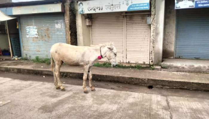 साताऱ्यात पाळीव गाढवाचा चिमुकलीवर जीवघेणा हल्ला; डोक्याचा तोडला लचका