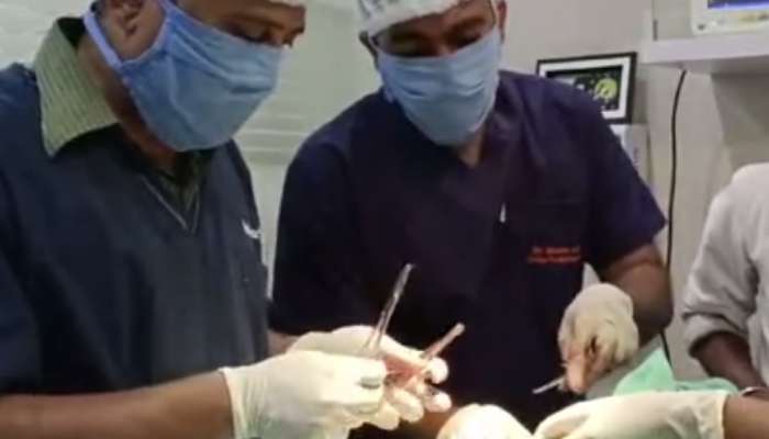 डॉक्टरांच्या प्रयत्नांमुळे मोर पुन्हा आकाशात झेप घेणार; पायावर यशस्वी शस्त्रक्रिया