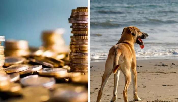 समुद्र किनारी फिरताना कुत्र्याला सापडली &#039;लाख&#039;मोलाची वस्तू, एका क्षणात मच्छिमार झाला मालामाल 