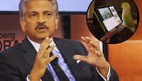 'या पिंजऱ्यातून सुटका नाही'; पोपटाचा बोलका Video शेअर करत आनंद महिंद्रांनी म्हणतात..