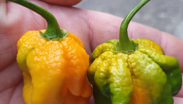 Pepper X, pepper x for sale, pepper x scoville, pepper x price, pepper x sauce, pepper x photos, pepper x spice level, Spiciest Chilli In The World, पेपर एक्स, जगभरतील तिखच मिरची, मिर्ची 