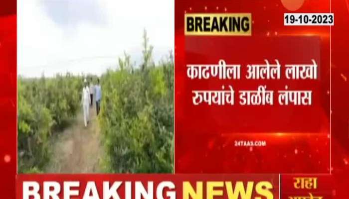 Sangli Robbers Steal Pomegranate Worth Lakhs