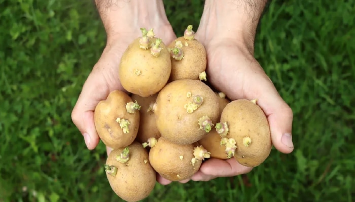 Sprouted Potatoes: मोड आलेल्या बटाटे खाणं म्हणजे जणू विषाचं सेवन; खाण्यापूर्वी हे वाचाच!