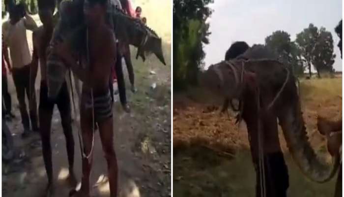 VIDEO: मगरीचा जबडा बांधला अन् खांद्यावर घेऊन पळत सुटला तरुण; आफ्रिका नव्हे, भारतातली घटना