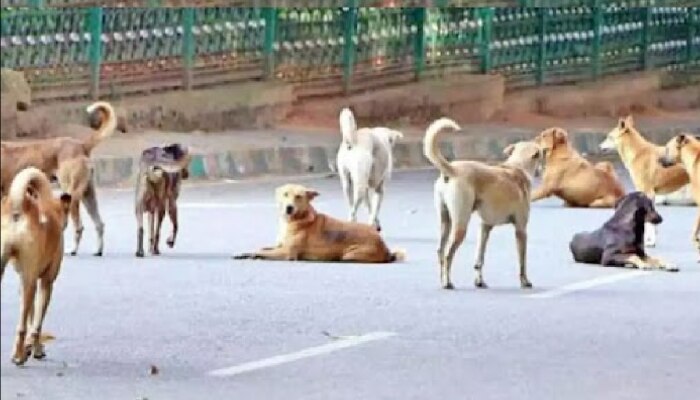 भटक्या कुत्र्यांची दहशत! जगात सर्वात जास्त भटके कुत्रे भारतात, तब्बल &#039;इतक्या&#039; कोटी लोकांचा रेबीजमुळे मृत्यू