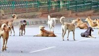 जगात सर्वात जास्त भटके कुत्रे भारतात, तब्बल 'इतक्या' कोटी लोकांचा रेबीजमुळे मृत्यू