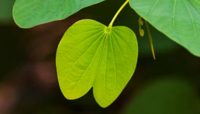Apata Leaves have amazing Health Benefits On Dasara or Dussehra 2023 