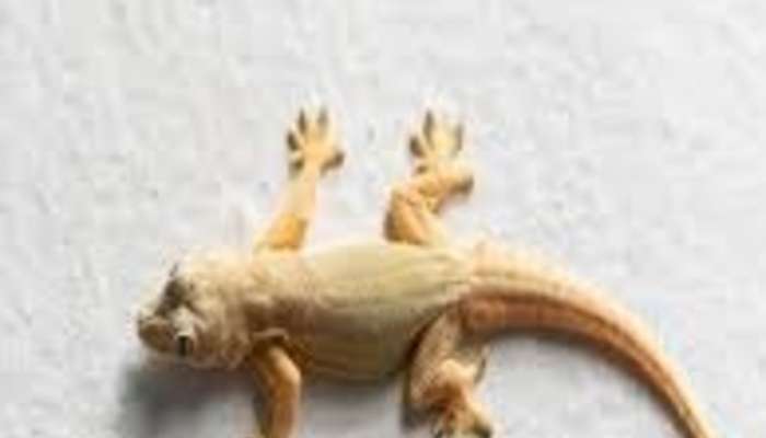 Diwali 2023 Seeing Lizard on dipawali will brighten your luck