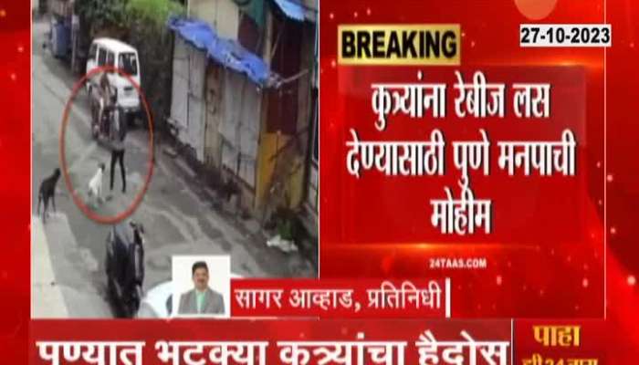 Pune people be careful! Stray Dog Frenzy; 52 civilians died of rabies