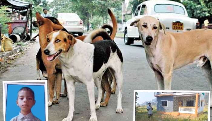 रायगडमध्ये कुत्र्यांच्या टोळक्याचा शाळकरी मुलावर हल्ला, तोडले शरीराचे लचके; मुंबईत उपचार सुरु