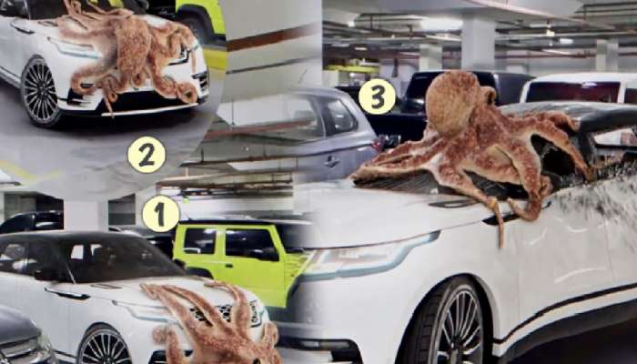 Video: पार्किंगमध्ये घुसून Octopus चा हल्ला! कारच्या बोनेटवर चढून काचा फोडल्या अन्...
