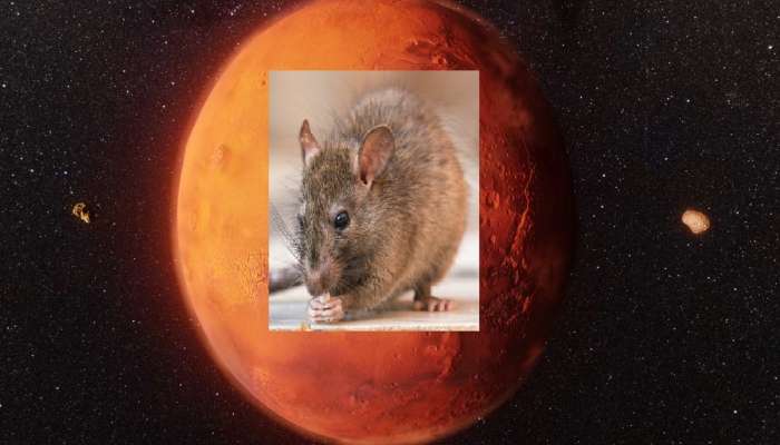 मंगळ ग्रहावर जिवंत राहू शकतात उंदीर; संशोधनातून मोठा खुलासा