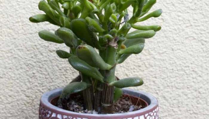 crassula plant benefits,Crassula plant uses,Crassula plant price,Crassula plant in india,crassula plant vastu,crassula plant in hindi,crassula plant benefits in hindi,Crassula plant for sale,How to Grow and Care for Crassula Plants,Buy Crassula Ovata Jade Plant Benefits Care Tips & More, 