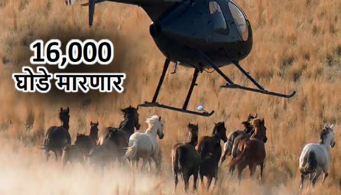 16000 घोड्यांचं Death Warrant! हेलिकॉप्टरमधून गोळ्या झाडून करणार खात्मा; कारणही आलं समोर