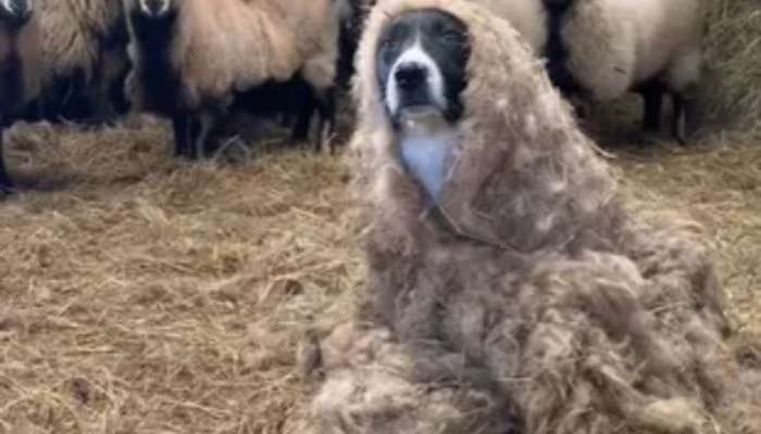 VIRAL VIDEO : सॉलिड गुप्तहेर बनला होता श्वान, मेंढरांनी ओळखताच पचका झाला!