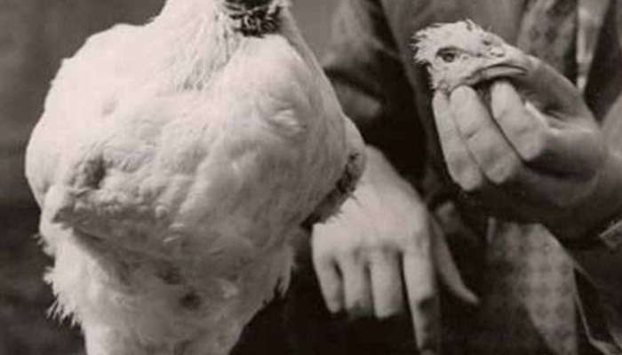डोकं छाटलं तरी तो कोंबडा 18 महिने जिवंत होता; पण त्या एका चुकीमुळं झाला मृत्यू