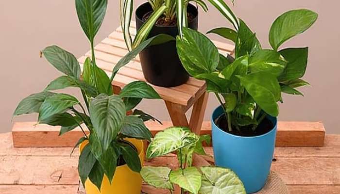 Vastu Tips In Marathi these plants are not good to be in your home according to astrology