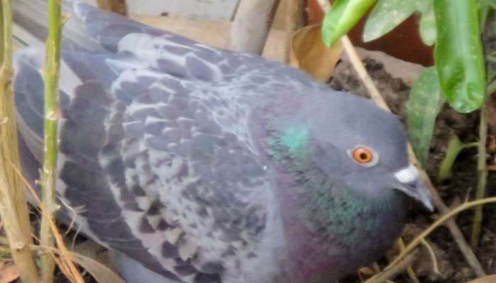 pigeon eggs in Home good or bad vastu tips Marathi News 