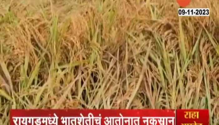 Raigad Farmers Facing Rice Crop Damage From Unseasonal Rainfall