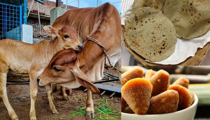 Vasu Baras 2023: काय आहे वसुबारसला गाईंना नैवेद्य दाखवण्याचं कारण... जाणून घ्या गवारीची-भाजी आणि भाकरी खाण्याचे महत्त्व