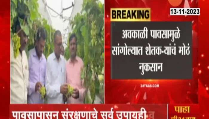 Solapur Sangloa Grapes Farm Damage From Unseasonal Rain