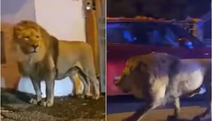  Video : दहशत! सर्कसमधून पळालेला सिंह जेव्हा रस्त्यावर येतो...